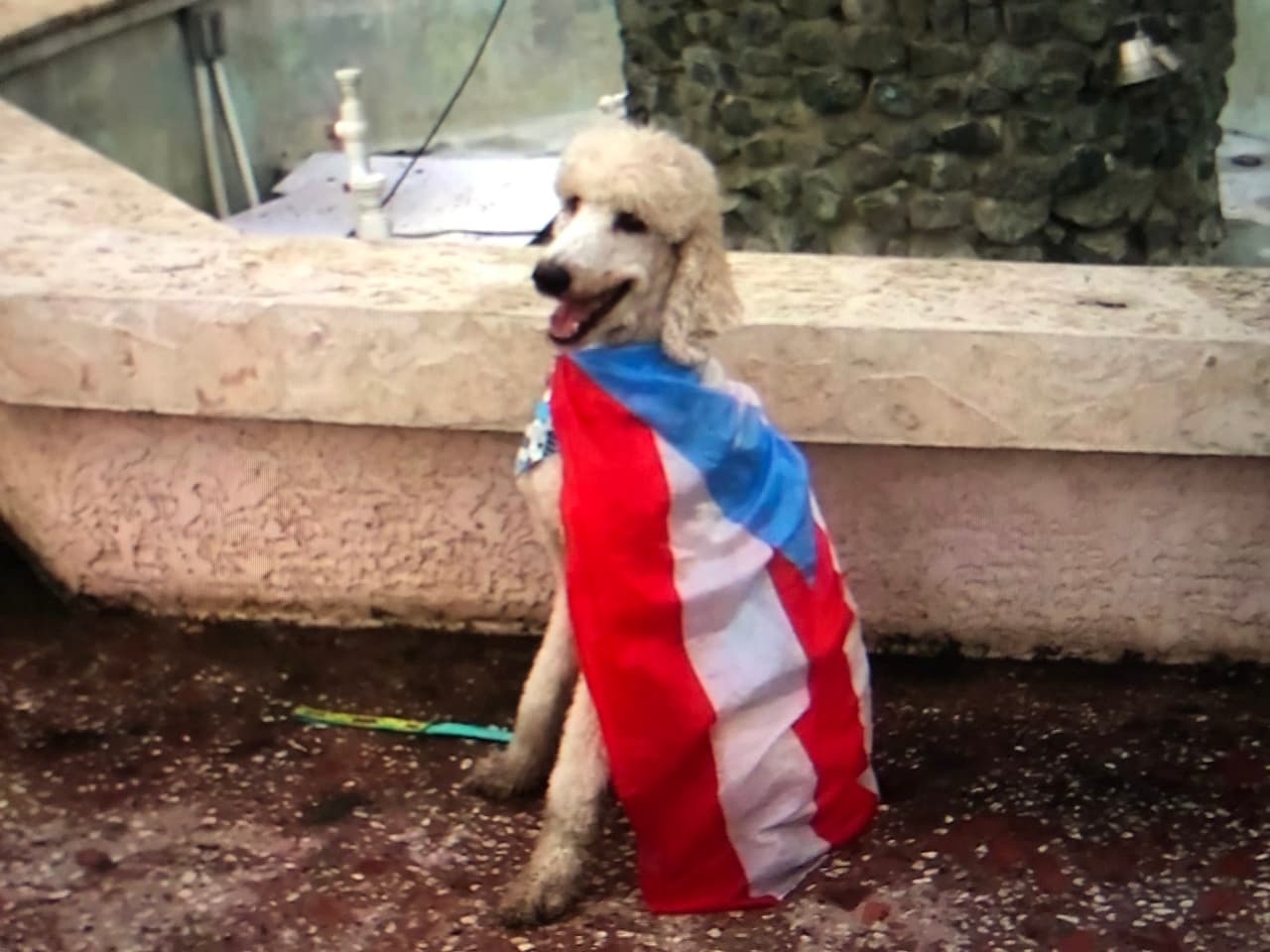 Un perro de servicio llegó hasta la manifestación convocada en 
<a href="https://www.univision.com/local/puerto-rico-wlii/manifestantes-desde-aguada-piden-la-renuncia-de-rossello-video">Aguada</a>.