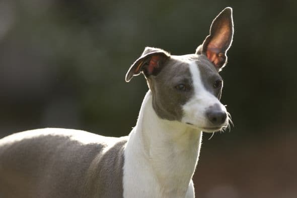 Galgo o Lebrel italiano. Es una raza que demanda muy pocos cuidados. Casi no pierde pelo y no requiere ser aseado con regularidad.