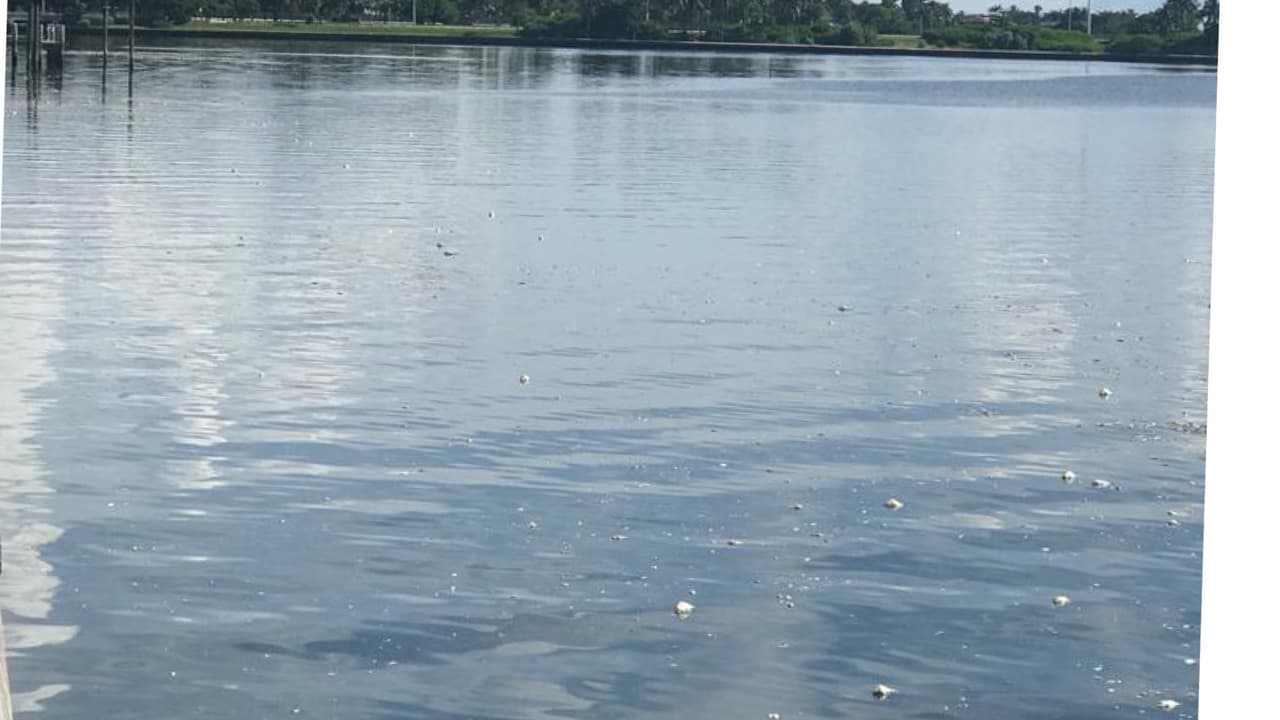 Según la comisionada Cava, el Bay Task Force “aún no ha publicado su recomendación y ahora tenemos acres de peces muertos amontonándose a lo largo de nuestra costa para recordarnos la inacción del alcalde”.
<br>