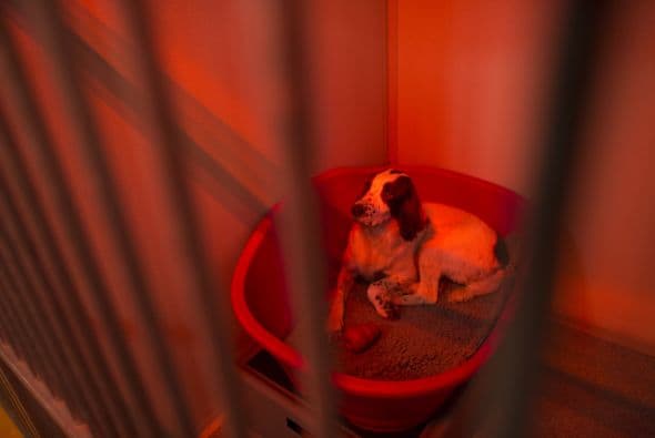 Otras aplicaciones de vanguardia que han sido originadas en el país británico y que no son muy conocidas son los perros detectores de tumores o enfermedades, que ya son utilizados con éxitos en algunos hospitales.