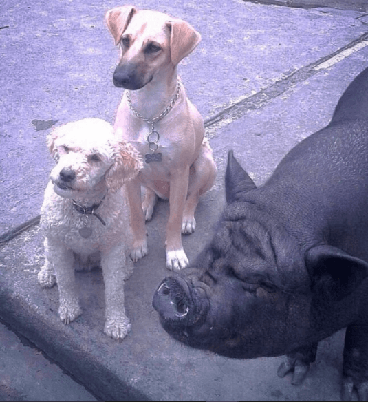 Así podemos ver a La Chata mientras convive con otros animalitos de cuatro patas.