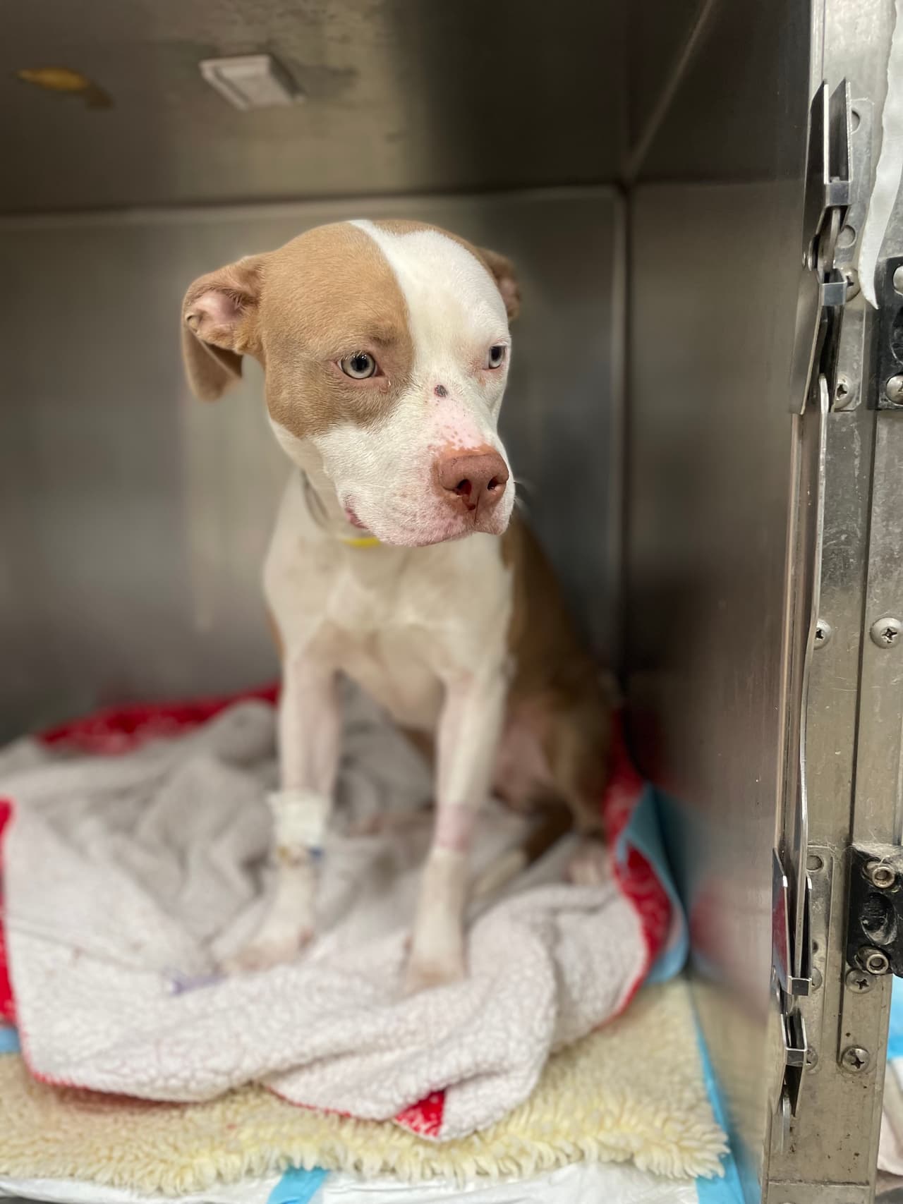 Los médicos lograron sacar la bala sin realizar cirugía y lograron tratar sus heridas, según la organización. La mascota se encuentra bajo supervisión médica y estable, y “si bien Louise tiene fracturas faciales y necesitará algo de tiempo para sanar, se espera que se recupere por completo y HRA planea reunirla pronto con su familia”.