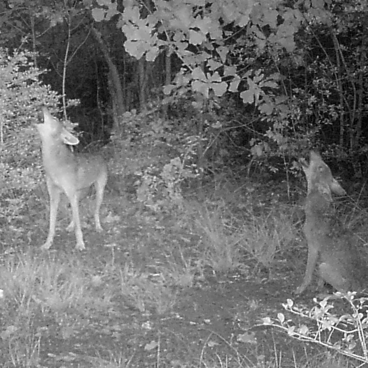 Esta es la razón por qué hay tanta presencia de coyotes en Texas