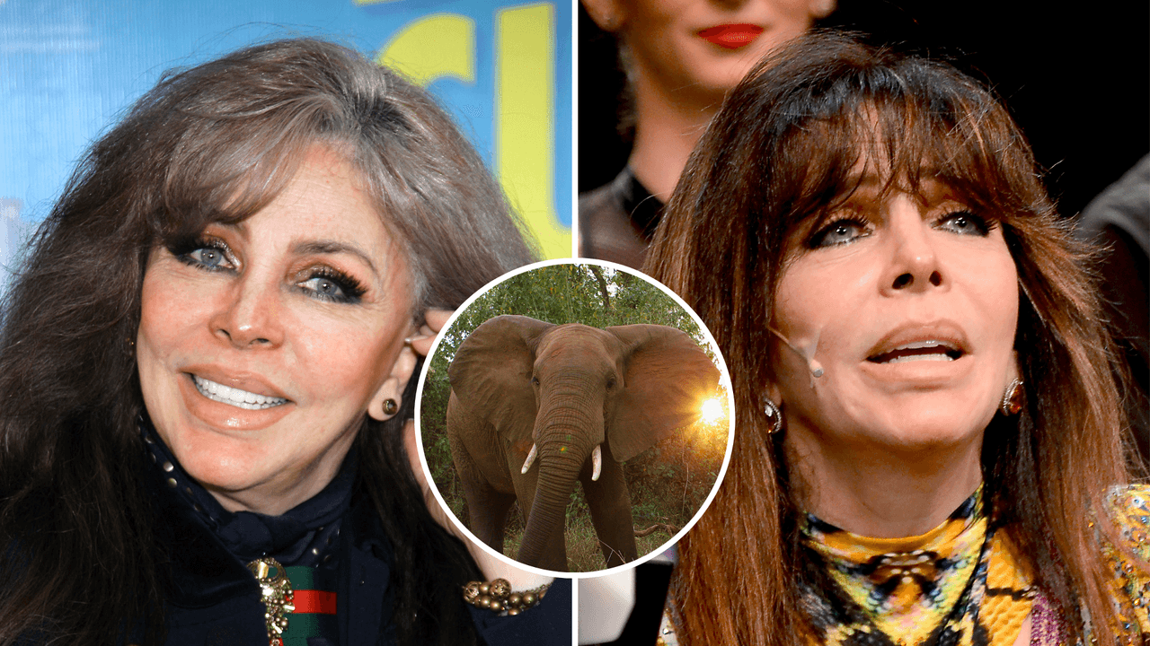 Verónica Castro se cayó de un elefante en tv y aún sufre las consecuencias:  “Quedé destruida”