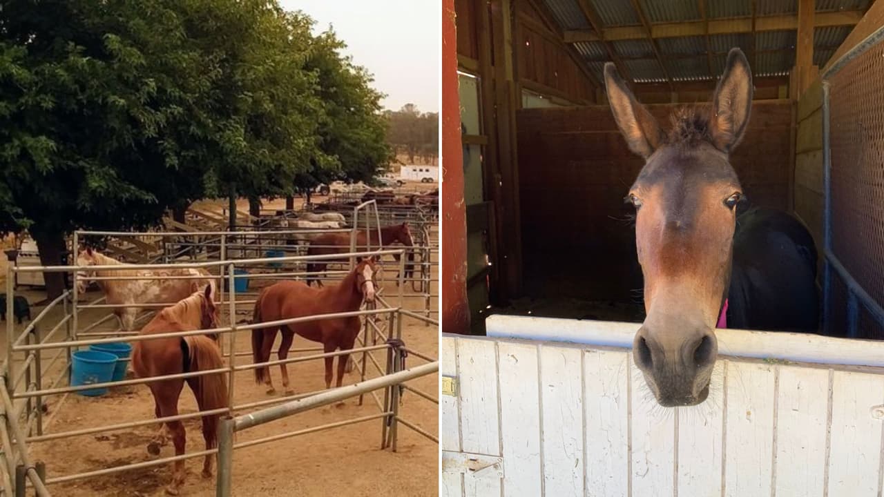 Rescatan decenas de animales del incendio en condado de Nevada