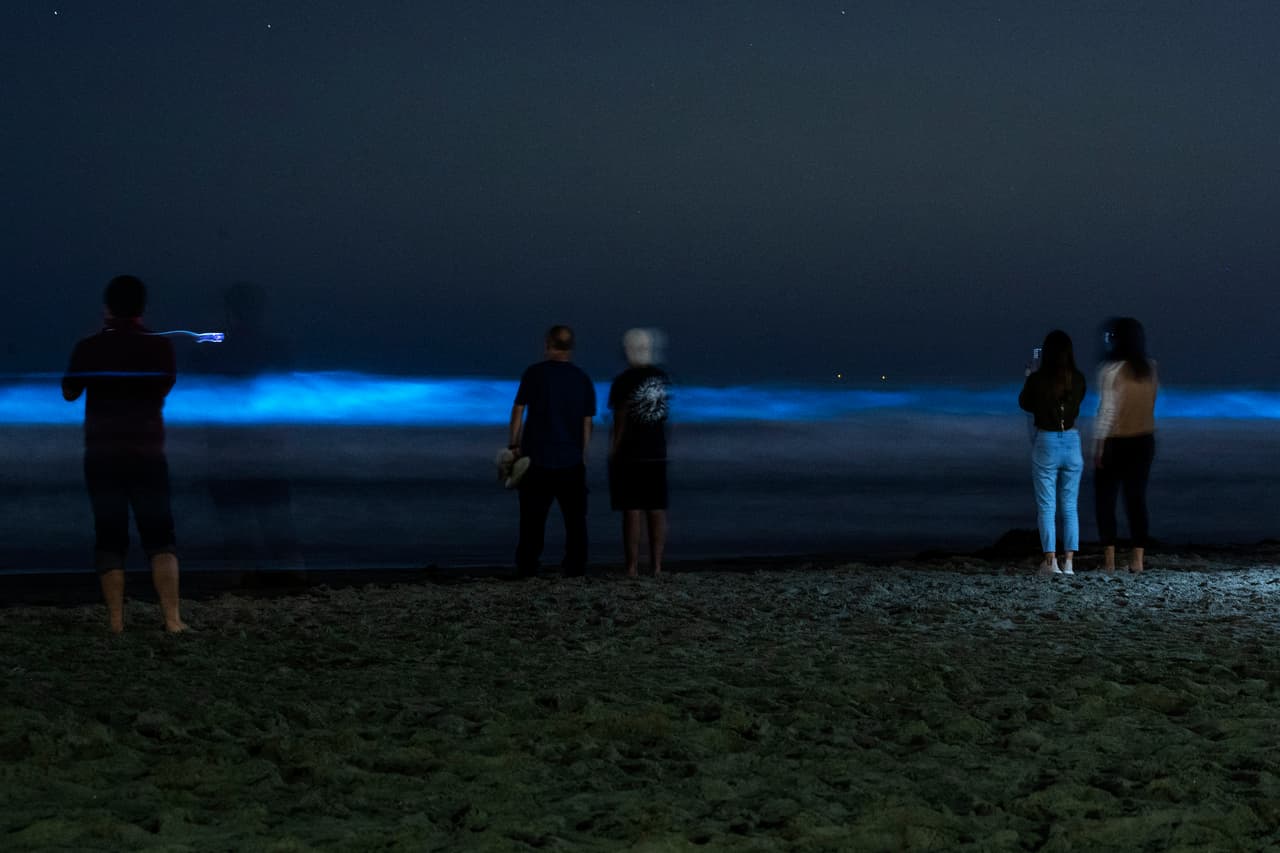 <b>¿Dónde se pueden ver las luces azules?</b>
<br>Científicos de UCSD explican que las mareas rojas son fenómenos naturales que se pueden observar en todo el mundo donde se encuentren los fitoplancton. En California es más común ver este fenómeno entre las playas de Santa Bárbara y San Diego.