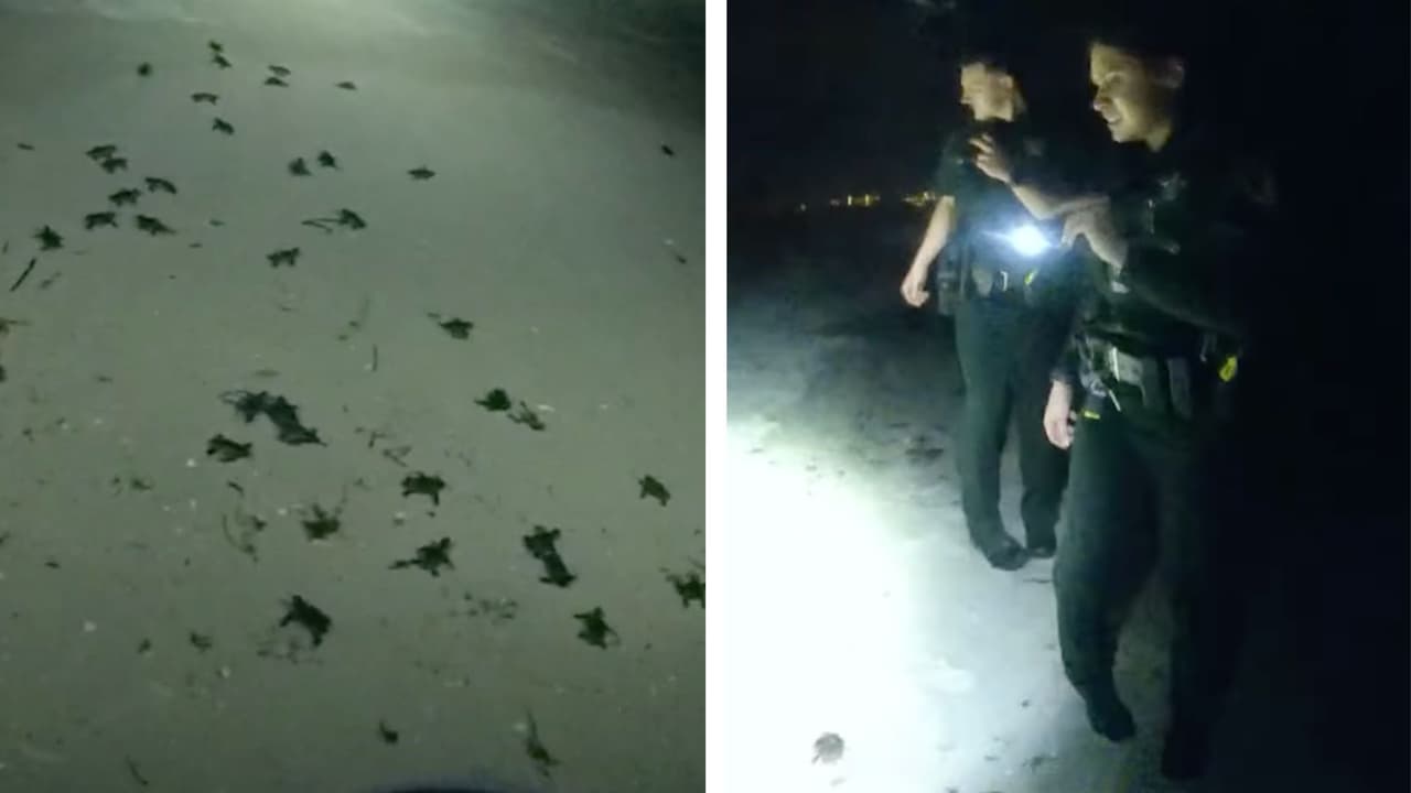 Salvan a crías de tortugas marinas perdidas en un hotel y las sueltan en la playa