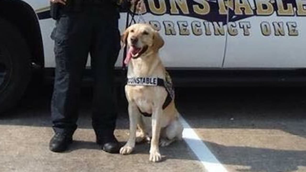 Buzz estaba asignado a la Unidad de Narcóticos K9 encabezado por el oficial B. Adams.