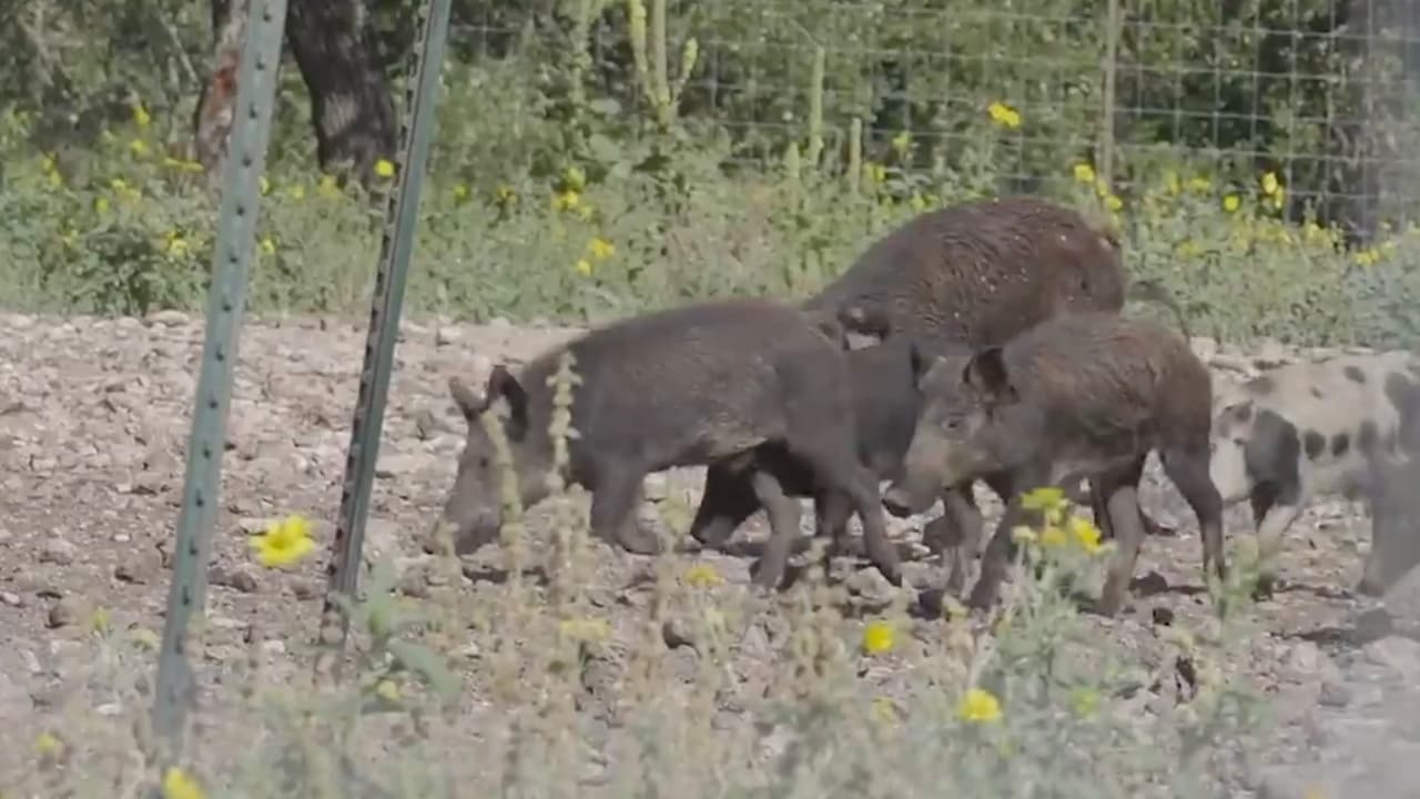 Texas anuncia uso de cebo anticonceptivo en cerdos salvajes para frenar el aumento de su población