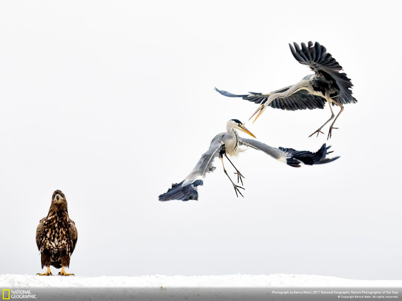 <b>Lucha en la nieve. </b>Dos cpelean en Csongrad, Hungría. Un águila de cola blanca mira la batalla. Las garzas son aves zancudas, y algunas especies llegan a medir hasta 33 pulgadas de alto. Generalmente su plumaje es blanco, su pico amarillo y sus largas patas grises, aunque el plumaje varía según la estación del año. Se alimentan de peces, y pequeños crustáceos y anfibios. Viven en zonas pantanosas o cercanas a los lagos de todo el mundo. Fotografía de Bence Mate.