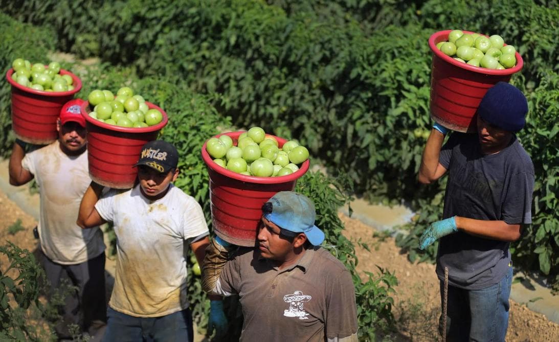 “Un desastre para la agricultura”: así sería el impacto en California por los aranceles que propone Trump