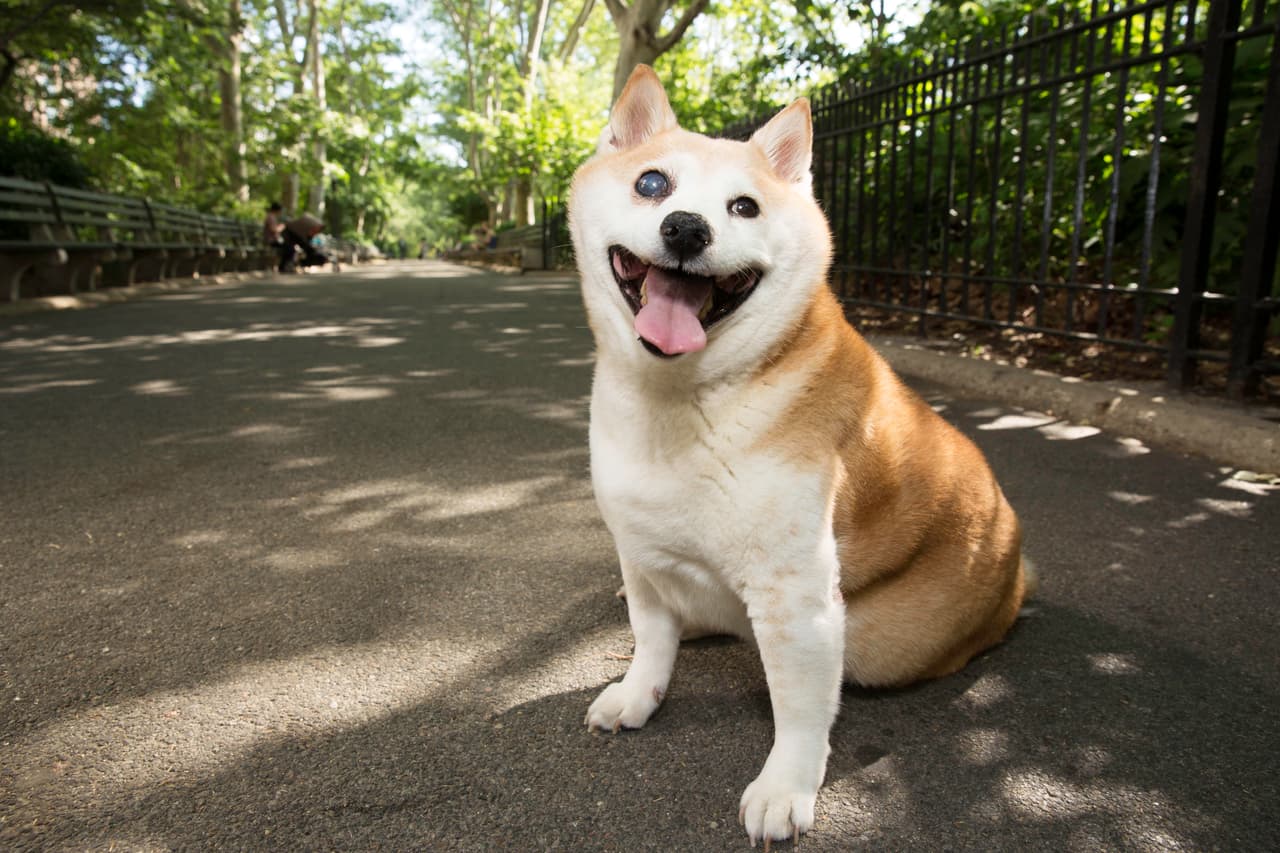 El 4 de julio Andrew y Ashley se casarán, ¡y Cinnamon actuará como su ‘flower girl’!
