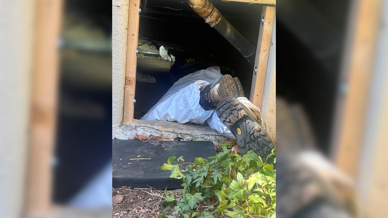 Finalmente, después de horas de espera, el oso pudo ser capturado con una trampa. Posteriormente fue evaluado por especialistas, quienes le colocaron un GPS para después liberarlo en el Angeles National Forest.