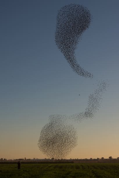 O una temible serpiente.