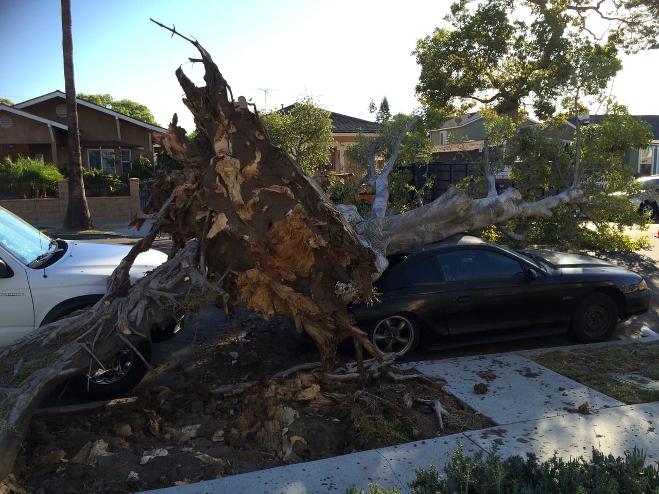 Residentes del sur de California dieron inicio a la semana con la presencia de fuertes vientos que derribaron árboles, causaron estragos y ocasionaron apagones eléctricos.