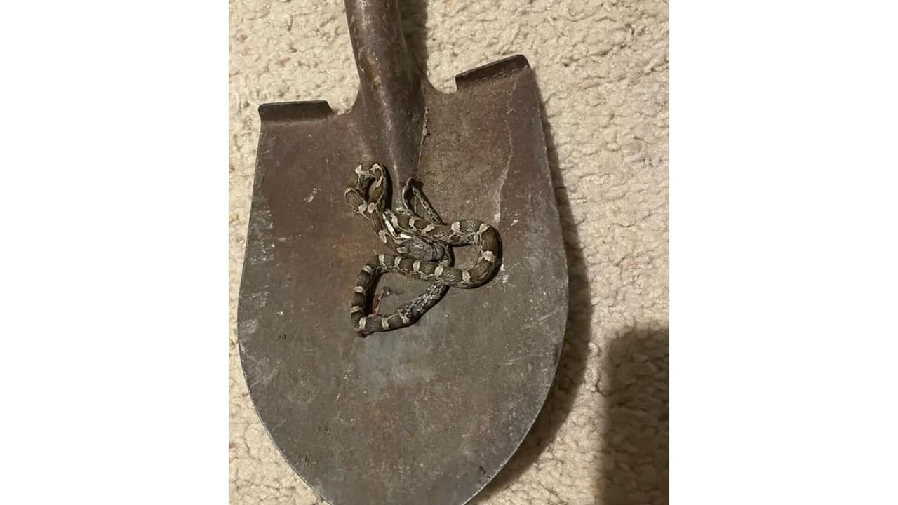 En el armario de su casa, Yolanda Rangel halló esta pequeña serpiente que la asustó. Luego la colocaron en una pala pues temían que les hiciera algo.