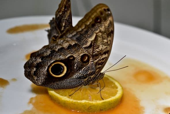A esta mariposa búho le gusta el sabor cítrico en el zoológico de México.