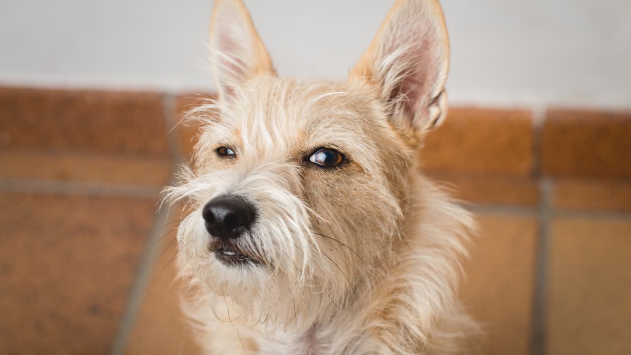 Su novia se rompió las piernas y él le rompió el corazón.