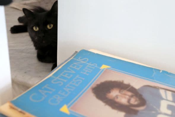 Los gatos necesitan mucha compañía, en especial que los acaricien y les presten atención.