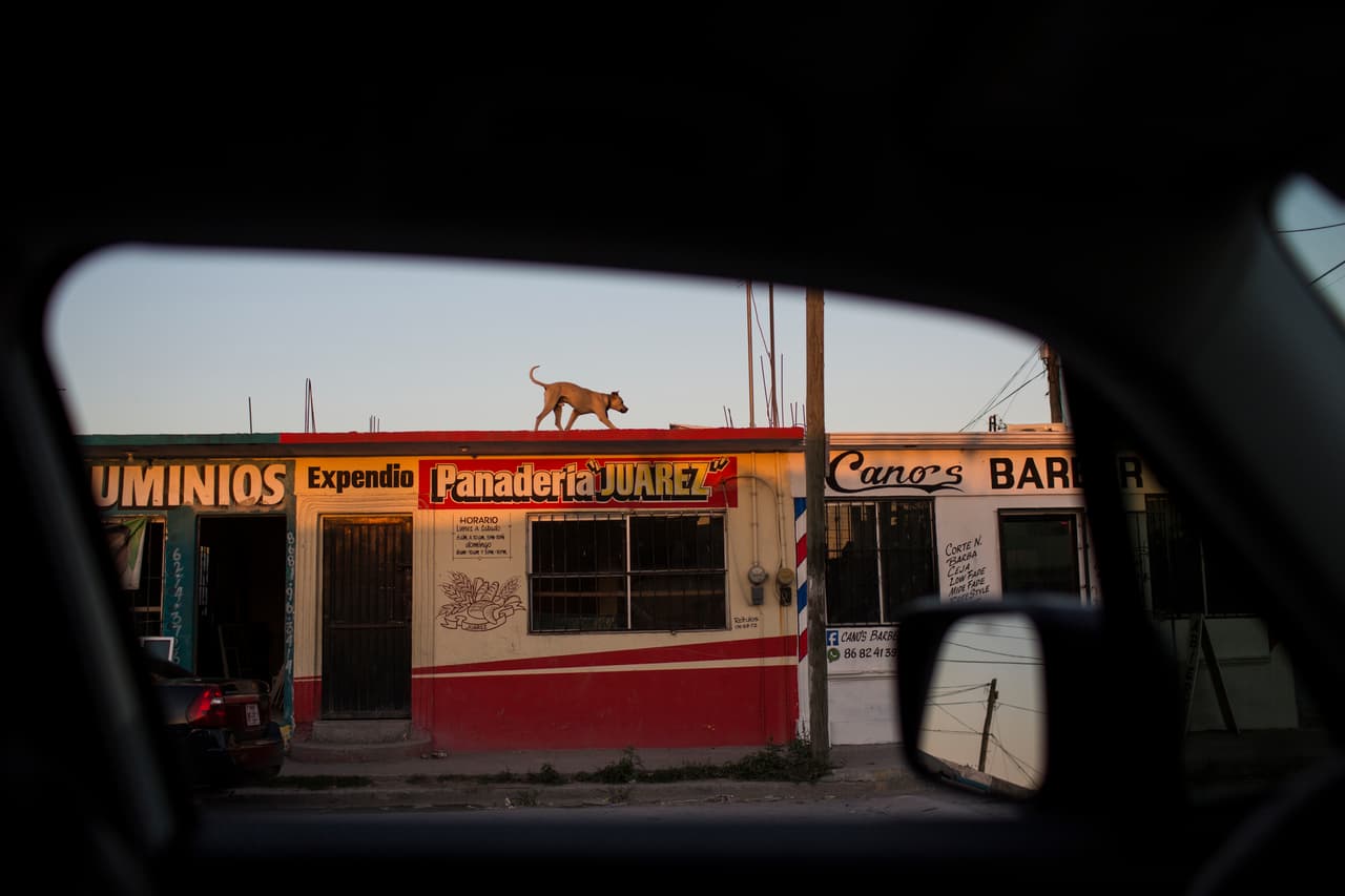 Un perro guardián camina sobre el techo de una panadería en Matamoros, Tamaulipas, México; colindante con Brownsville, Texas, EEUU.