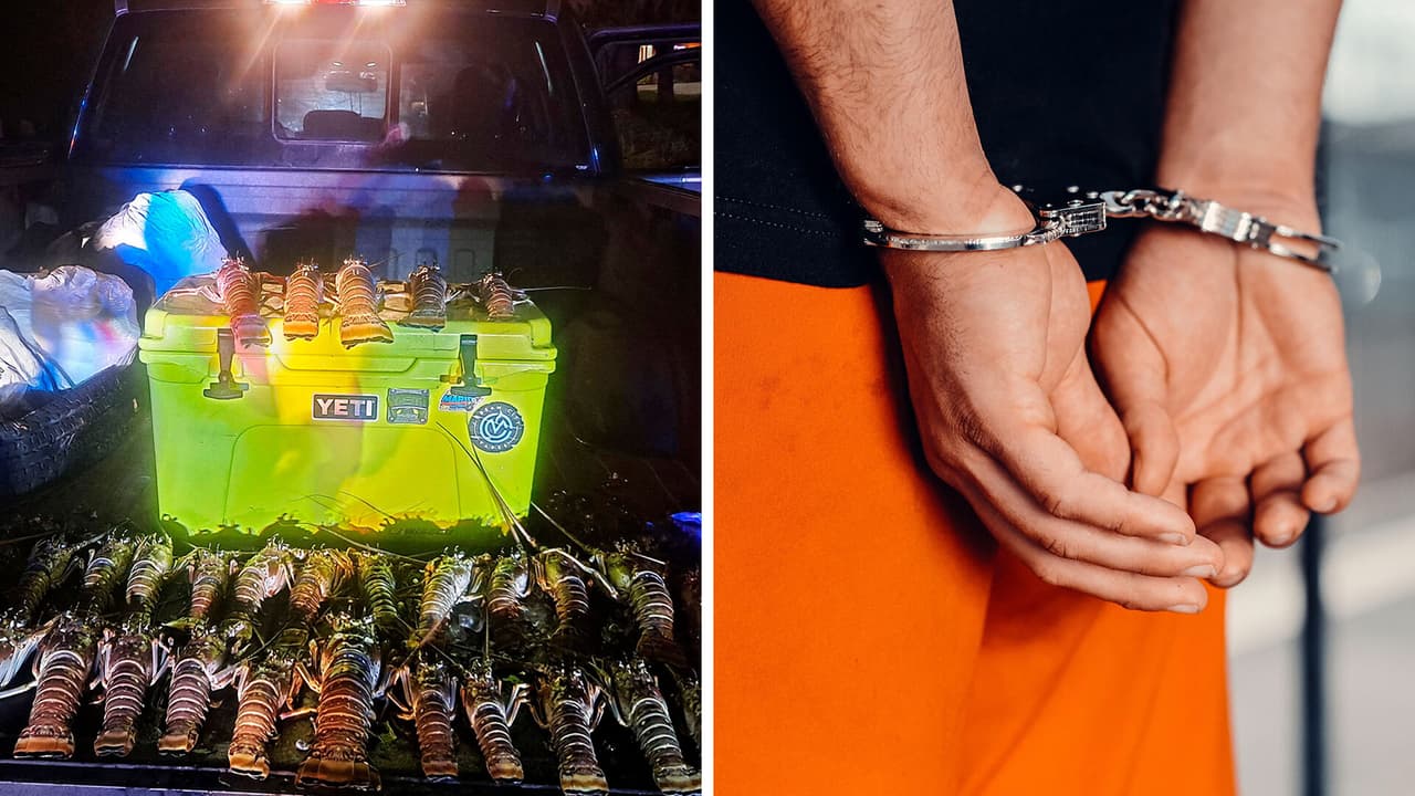 Dos residentes de Miami terminan presos por transportar 37 langostas pescadas de forma ilegal