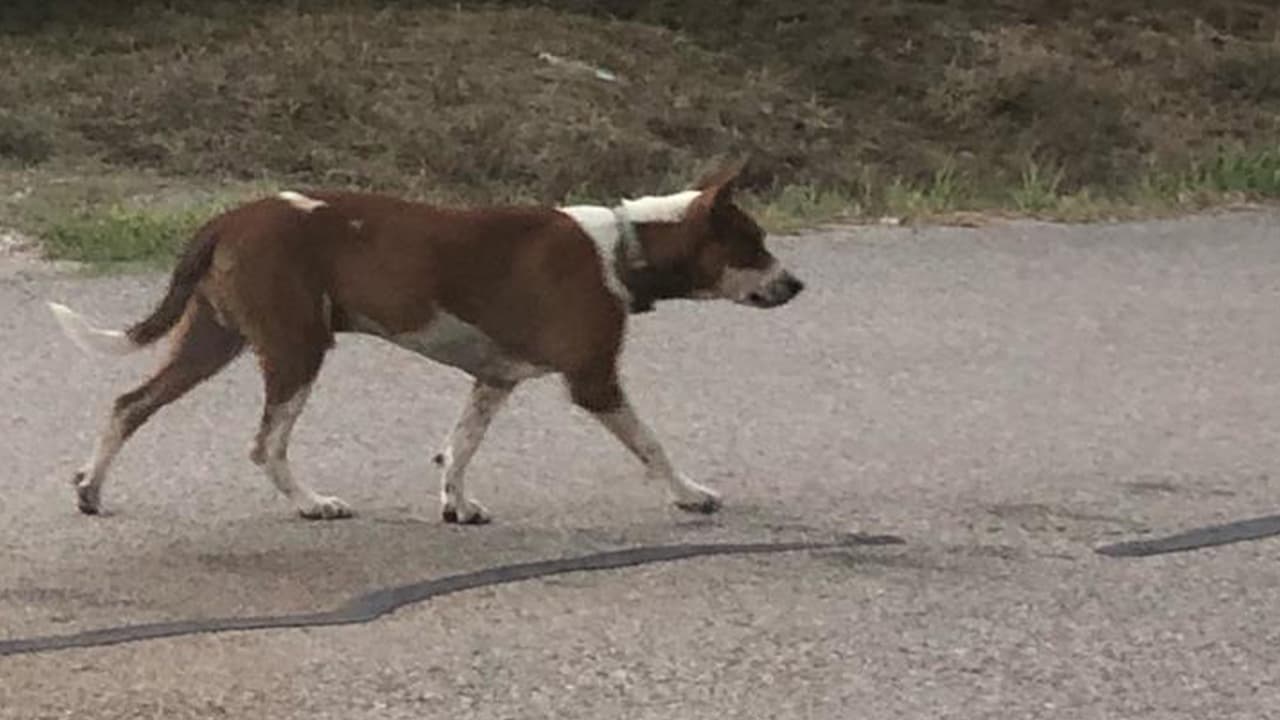 Durante una conferencia de prensa Brian Middleton, fiscal del condado Fort Bend, hizo una recomendación para los dueños de perros.