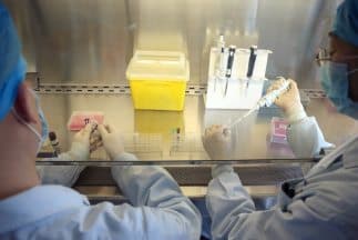 Científicos consiguen erradicar el cáncer con metástasis en ratones y perros usando varias terapias 