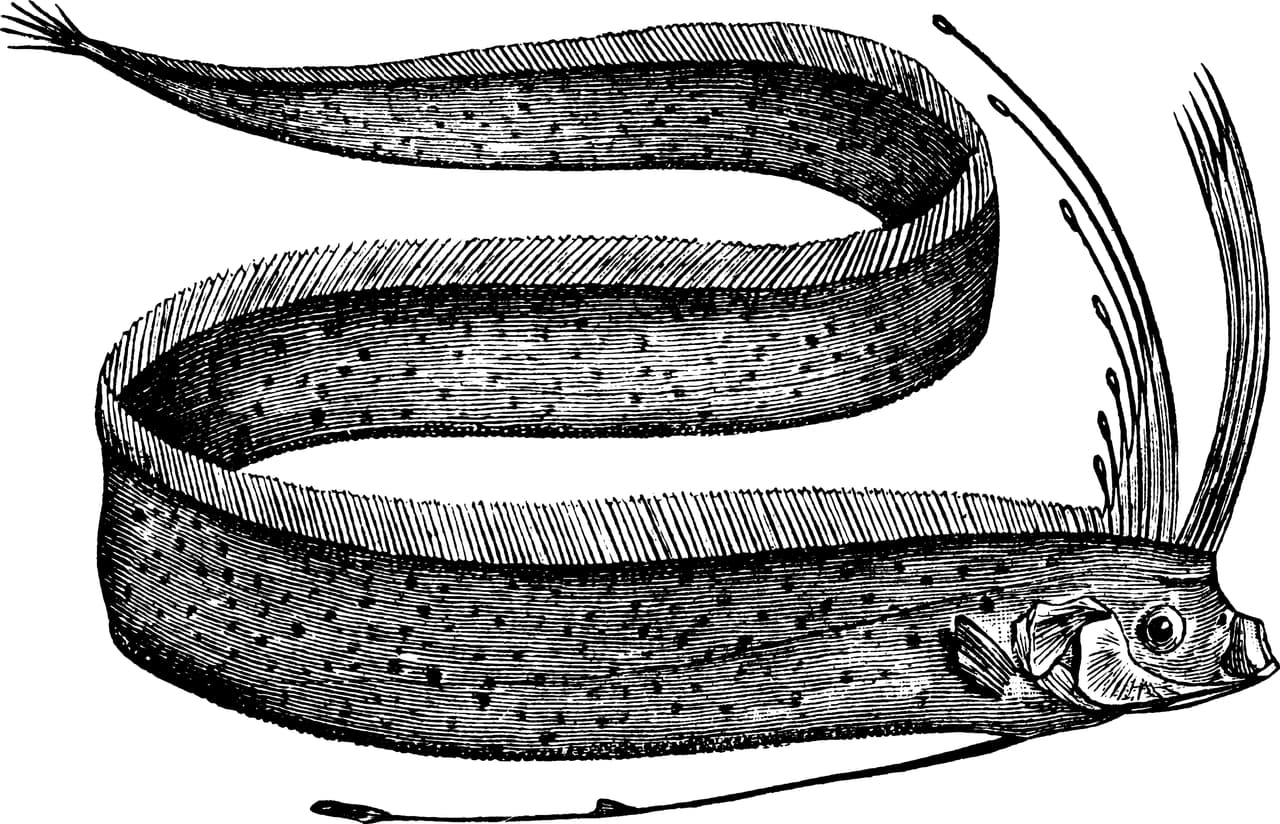 Señaló que la aparición de la criatura es pura coincidencia. "Fue más bien al sur (de la isla), donde no tiene nada que ver la zona. Las fallas son diferentes" y recalcó que "vivimos en una zona típicamente activa y eso no lo podemos cambiar”, para finalmente, insistir que la gente no debe entrar en pánico ante estas cuestiones no científicamente comprobables.