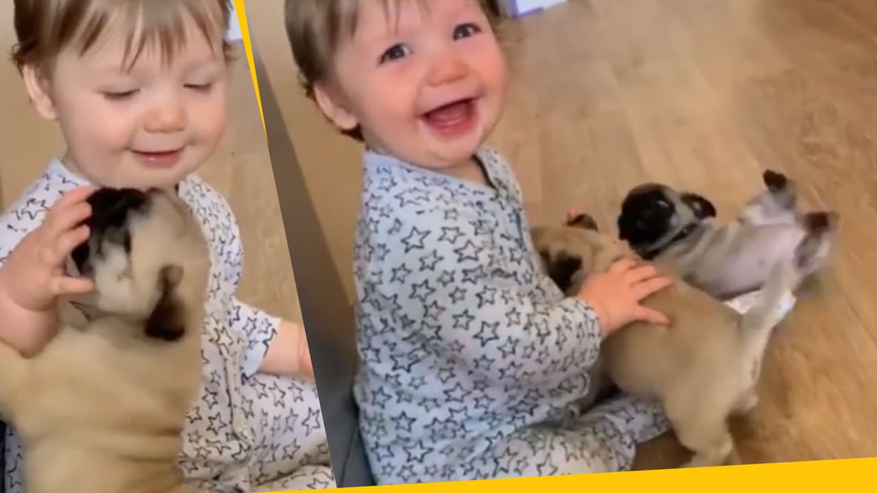 Estos videos de bebés viendo perritos por primera vez mejorarán tu día en un 300%