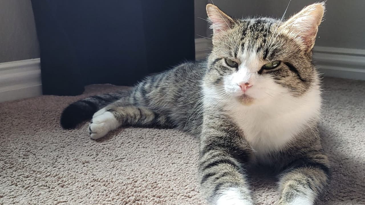 Muy serio sale "Robin", el gato de Amy Arévalo, quien nos compartió esta fotografía.