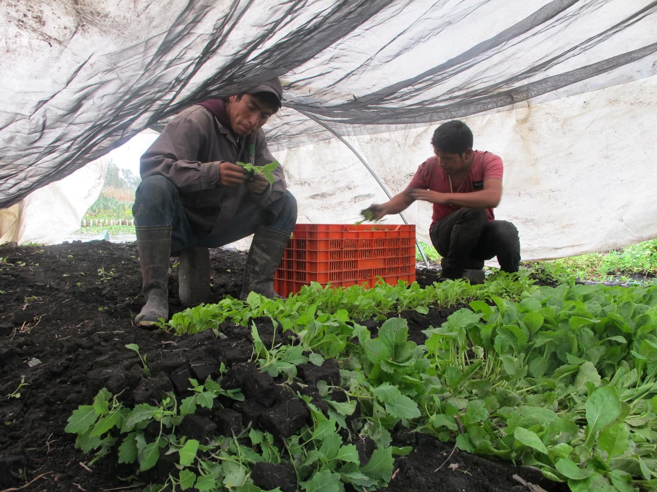 Equipo trabajando en Xochimilco.