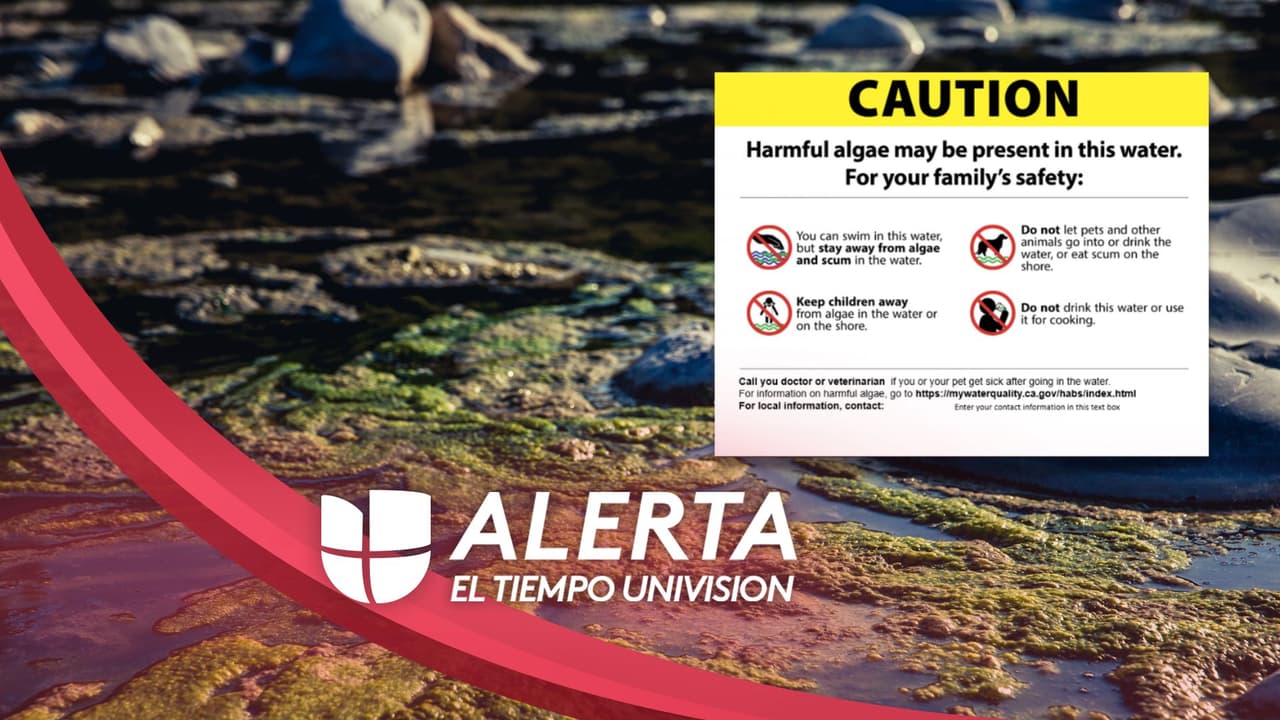 Alertan por algas potencialmente tóxicas en el lago Spring de Santa Rosa