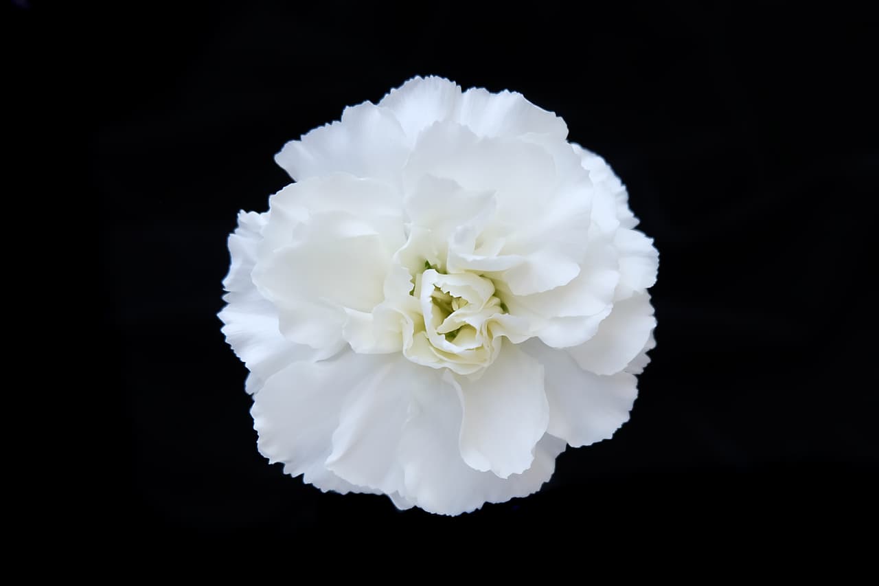 Otra flor de Cáncer, el clavel blanco, se ha considerado tradicionalmente el mejor regalo para las novias, un símbolo de buena suerte. Es una flor muy antigua que se cultiva desde hace más de 2000 años y los griegos creaban guirnaldas en sus ceremonias religiosas llamándola 'flor de los dioses'. Se cuenta que en la época del gran dramaturgo inglés William Shakespeare el público que asistía a sus representaciones bebía licores hechos de claveles blancos y se mezclaban extractos de claveles blancos con vino como remedios contra la fiebre.