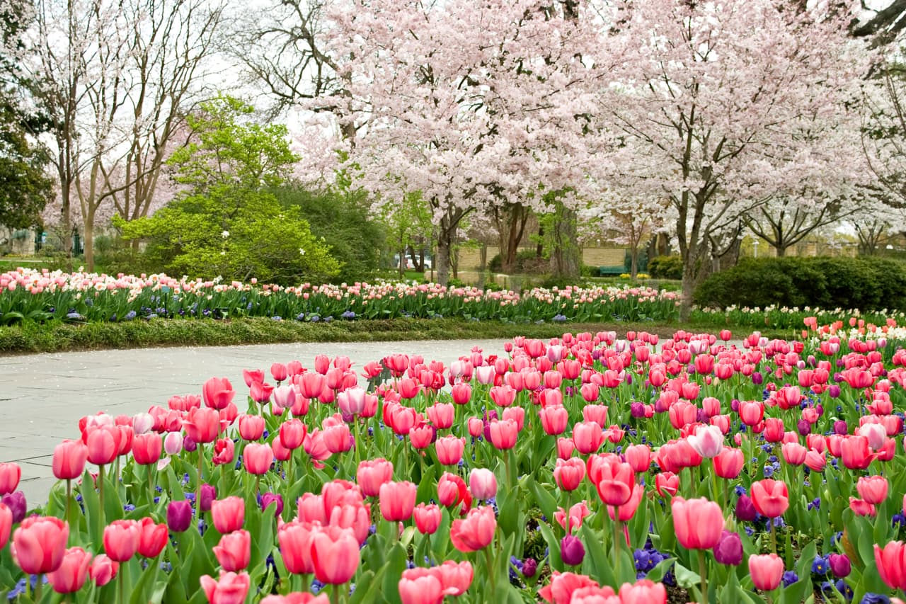 Medio millón de cerezos y tulipanes florecen en Dallas Arboretum, ahora es el mejor momento para recorrer los jardines y disfrutar de sus paisajes.