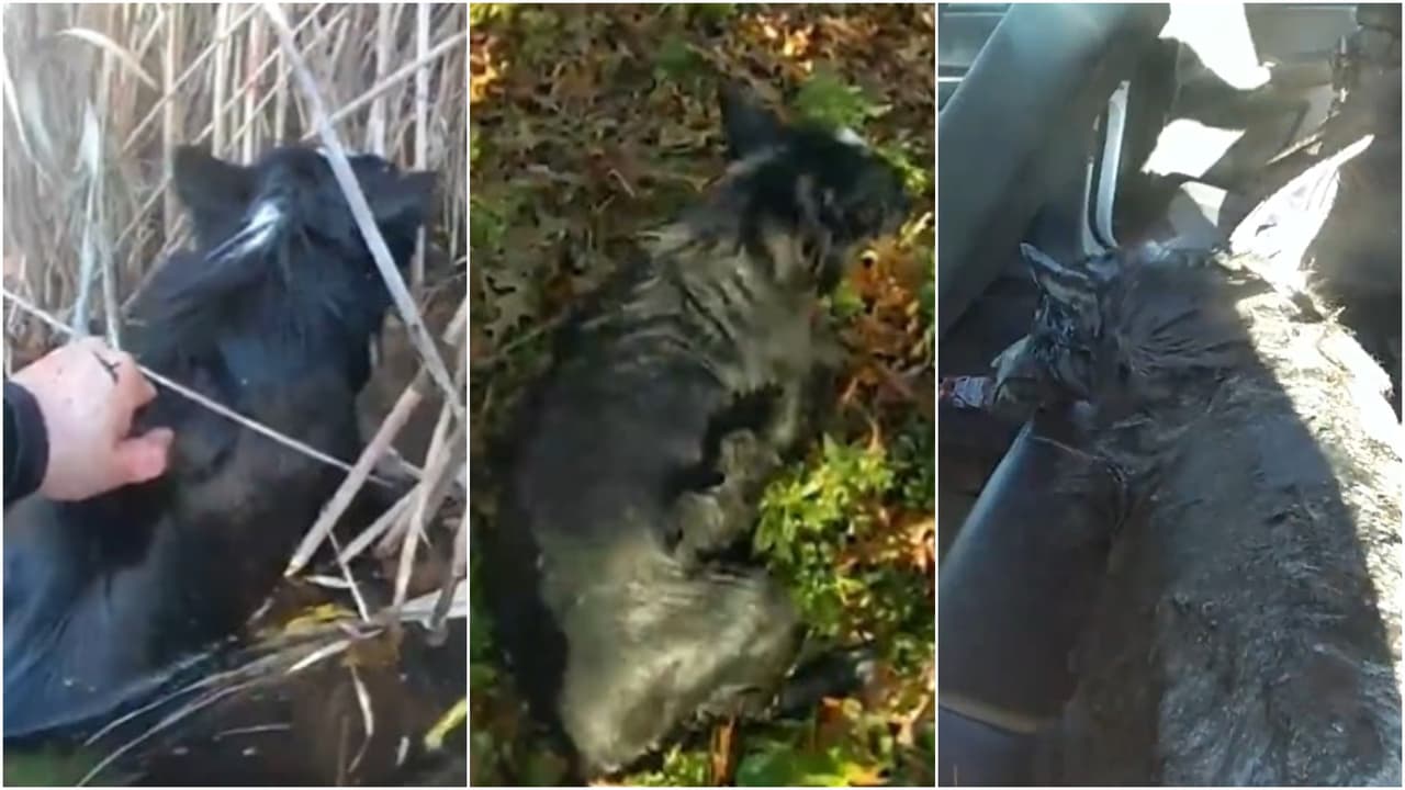 Rescatan a un perro ciego que se ahogaba en un lago de Queens