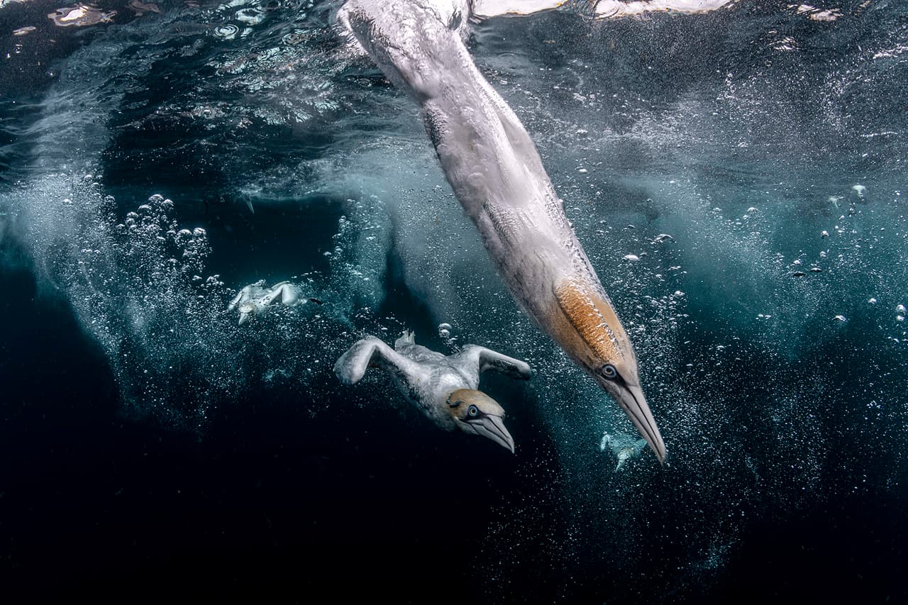 Alcatraces buceadores frente a las islas Shetland, en Escocia, segundo lugar del Premio de Fotografía Oceánica de este año. Los alcatraces “golpearon el agua a 60 millas por hora, un impacto que solo pueden soportar gracias a sacos de aire especialmente desarrollados en la cabeza y el pecho”, dijo sobre esta imagen su autor.