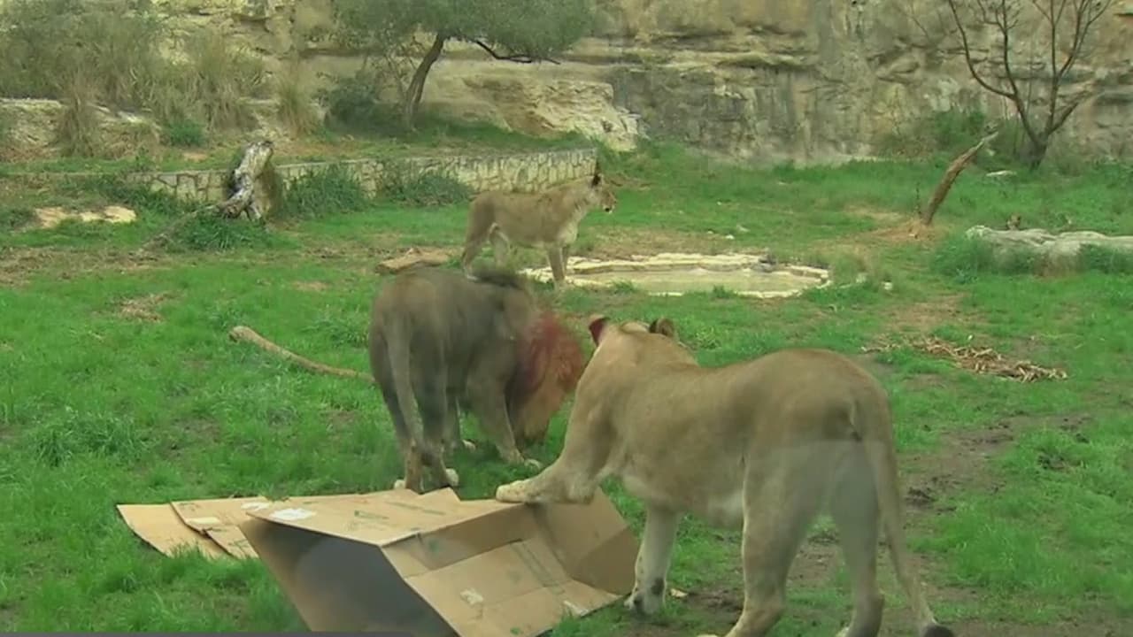 Leones de San Antonio predicen al ganador del Supertazón