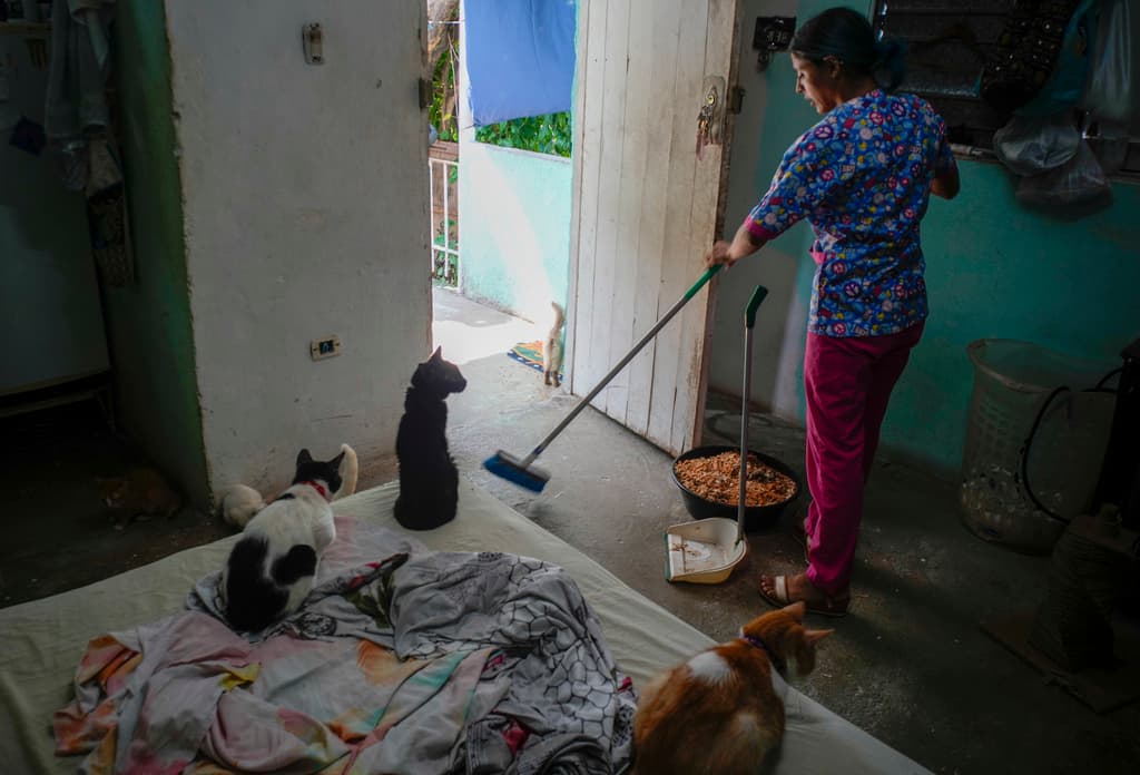 Un gatito llamado Mini, en el centro, mira cómo la técnico veterinaria Elizabeth Meade barre el suelo en el refugio de animales Adopciones por Amor en La Habana, Cuba, el miércoles 2 de octubre de 2024. (AP Foto/Ramón Espinosa)