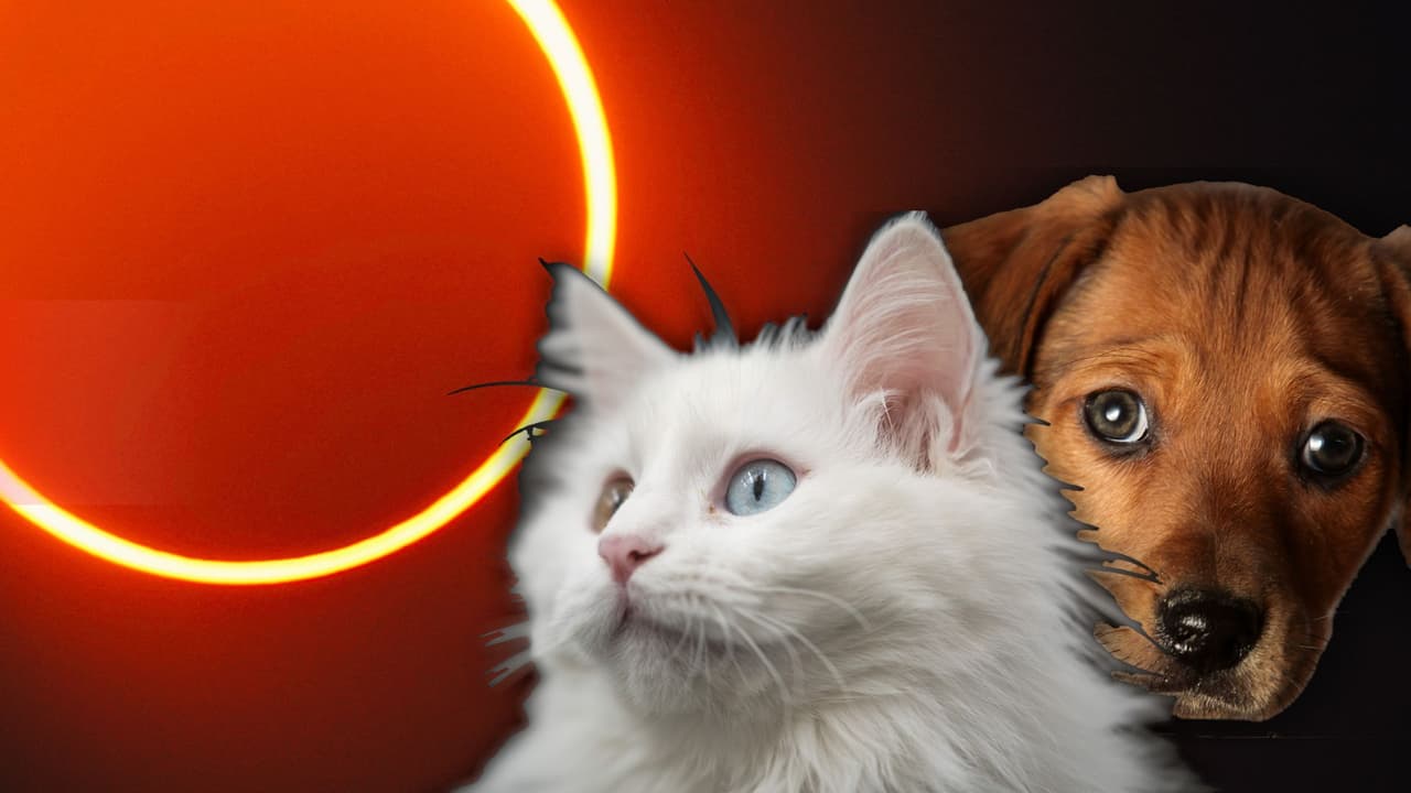 Un veterinario responde si el eclipse solar 2024 afectará a las mascotas