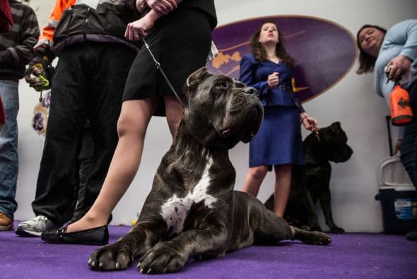 Es un compañero que no tiene altibajos emocionales, bastante equilibrado en su proceder, así que no temas que aplique su fuerza con otros, a menos que vea peligro inminente para su familia.