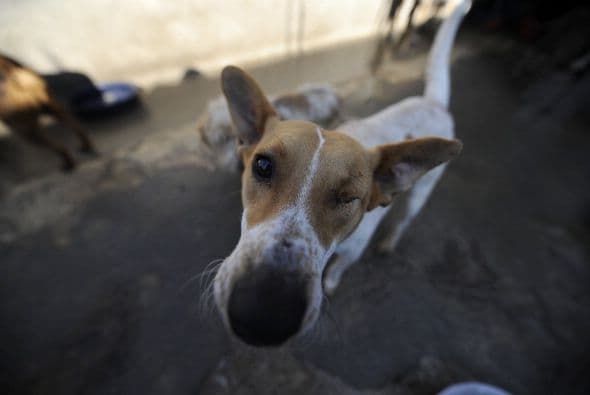 Adoptar en un refugio es una excelente opción que tendras que reconsiderar antes de pensar en comprar.