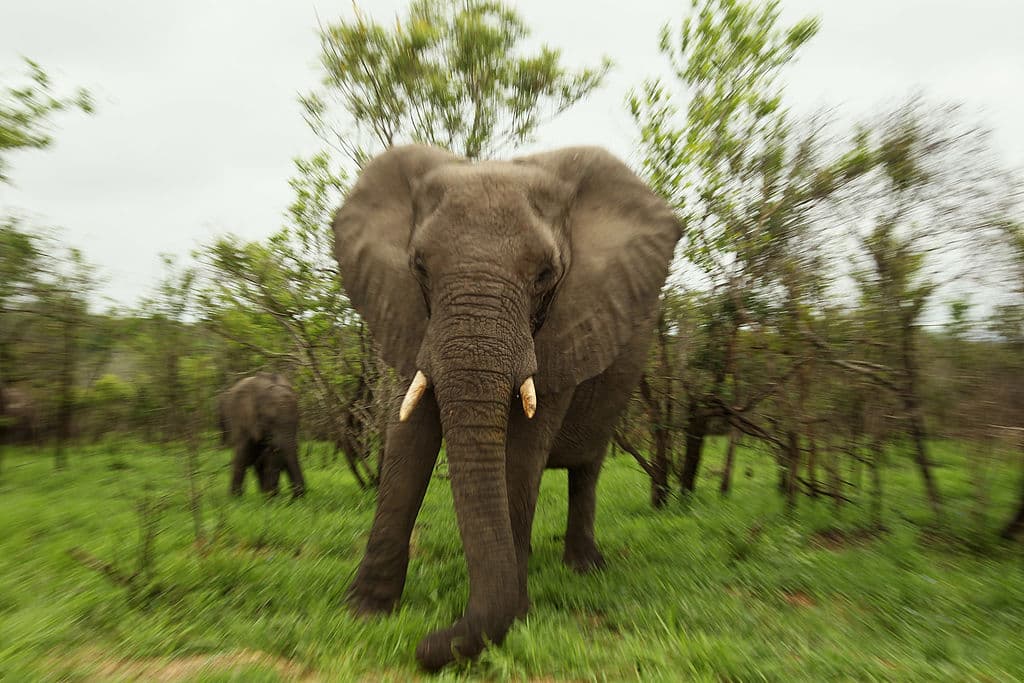 Un elefante saca del carro, pisotea y mata a una turista de EEUU durante un safari 