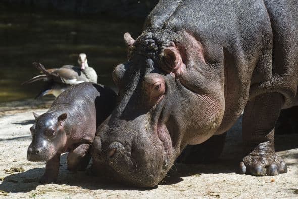 Nació un bebé hipopótamo en el zoológico de la ciudad de México.