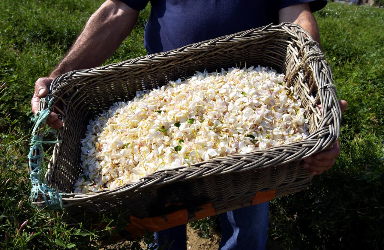 La fórmula del preciado líquido amarillo no se ha cambiado desde que se creó. En su momento Coco pidió que se usaran los ingredientes más costosos disponibles. El resultado, en 30 mililitros de perfume está contenida la esencia de mil flores de jazmín, la fragancia de una docena de rosas de mayo y unos aldehídos que permitieron que el olor perdudara más tiempo en la piel.