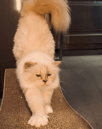 Karl Lagerfeld contó en alguna ocasión que la gatita tenía dos personas que la cuidaban y jugaban con ella.
<br>