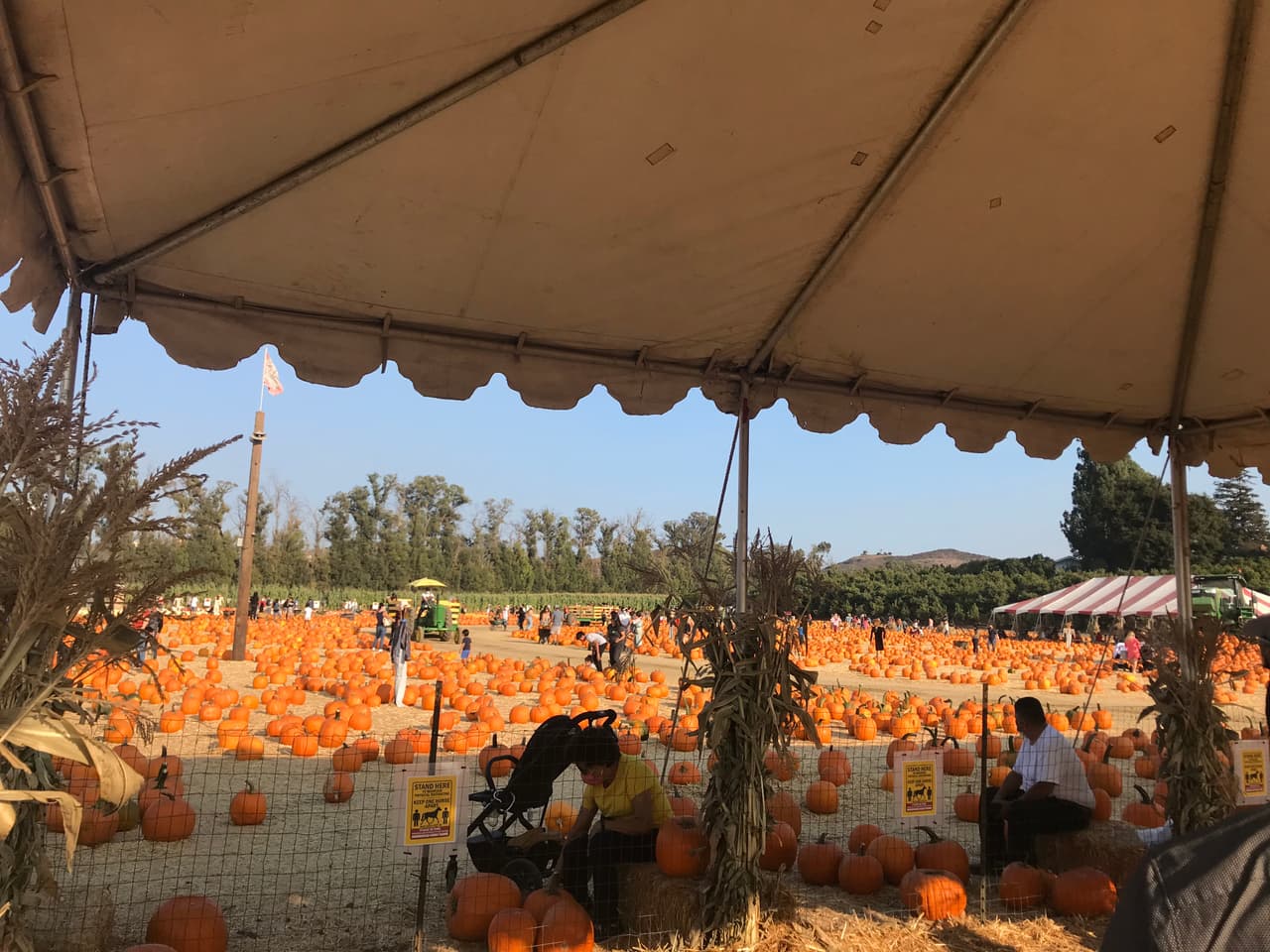 Los visitantes tendrán cientos de calabazas completamente distintas para escoger. No solo por tamaño, sino por colores y estilos.