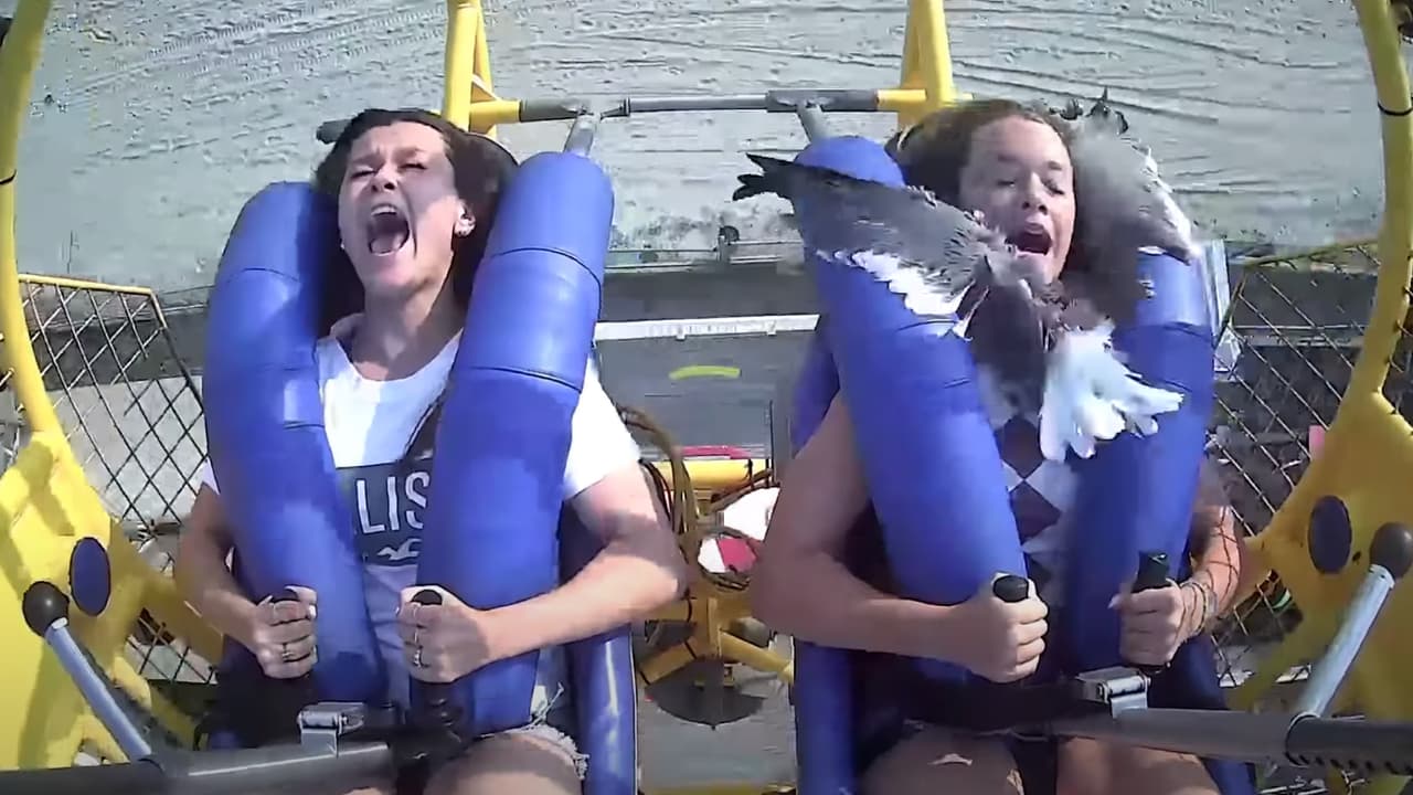 En video: gaviota se estrella contra la cara de una niña en una atracción de playa en Nueva Jersey