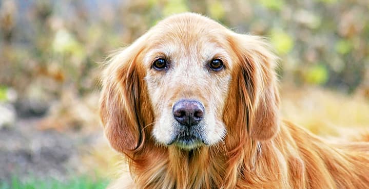 Aclaman como "héroe" a perro que protegió a niñas que se perdieron por horas en el bosque  