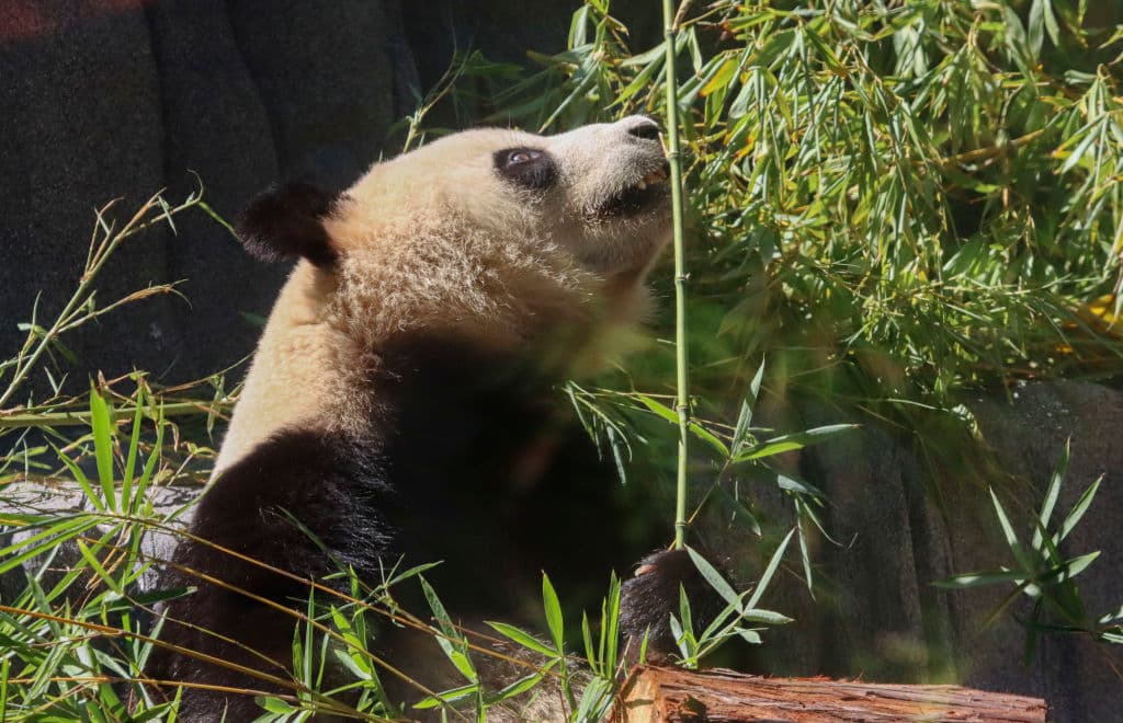 Con los pandas gigantes viajaron tres especialistas en su cuidado que se mantendrán a su lado hasta el próximo mes, cuando ya el proceso de adaptación a San Diego debe estar completo.