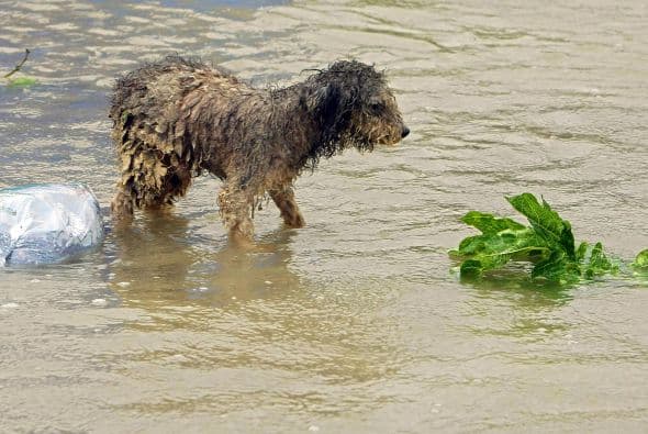 Frías explicó que no se contemplarían penas de cárcel pero si fuertes multas para los responsables.